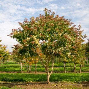 Heptacodium miconioides