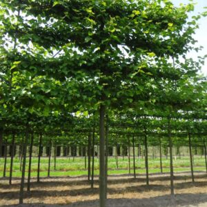 Tilia cordata