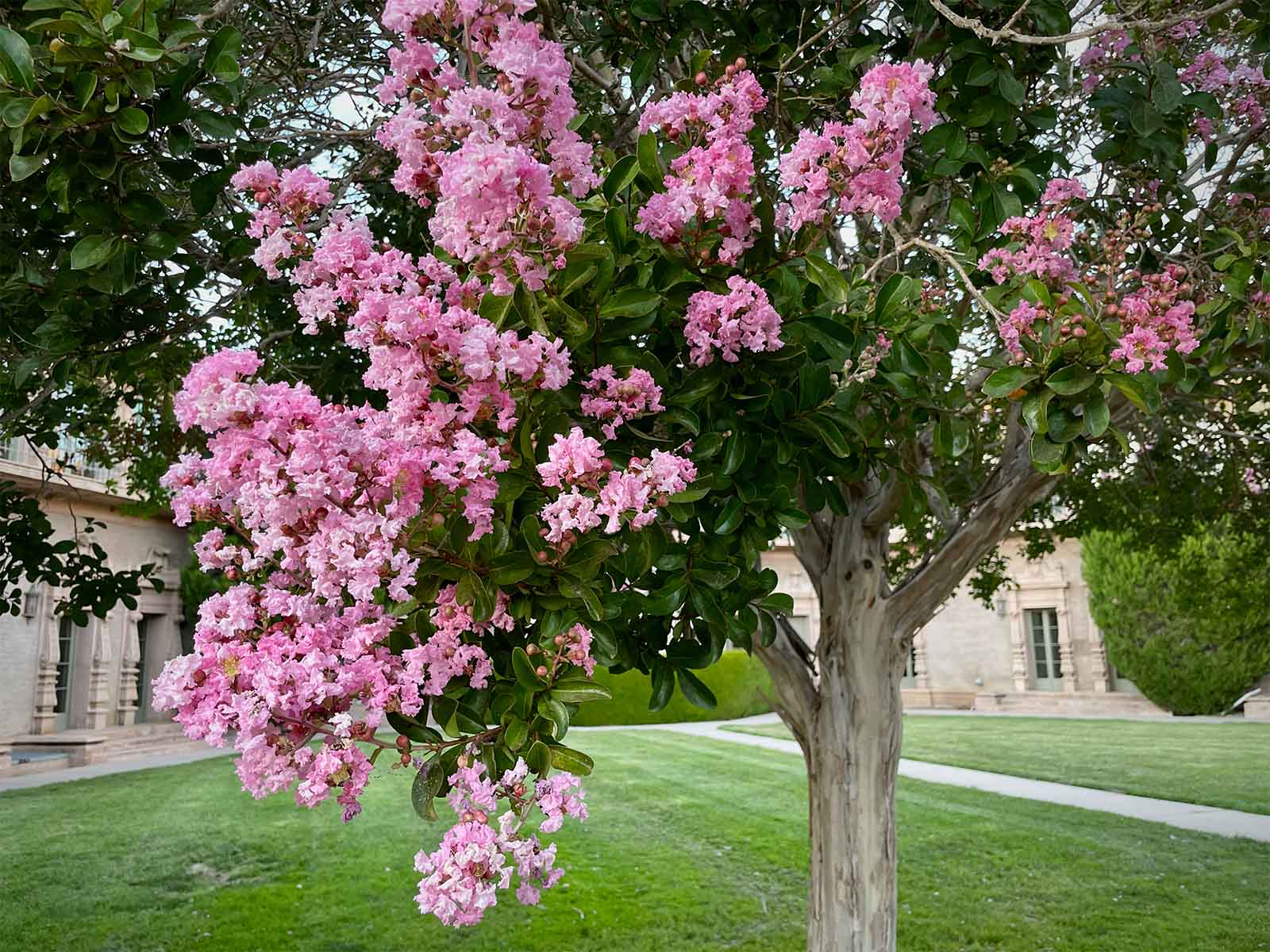Lagerstroemia indica